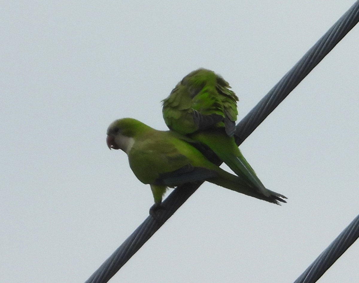 Monk Parakeet - ML619092106