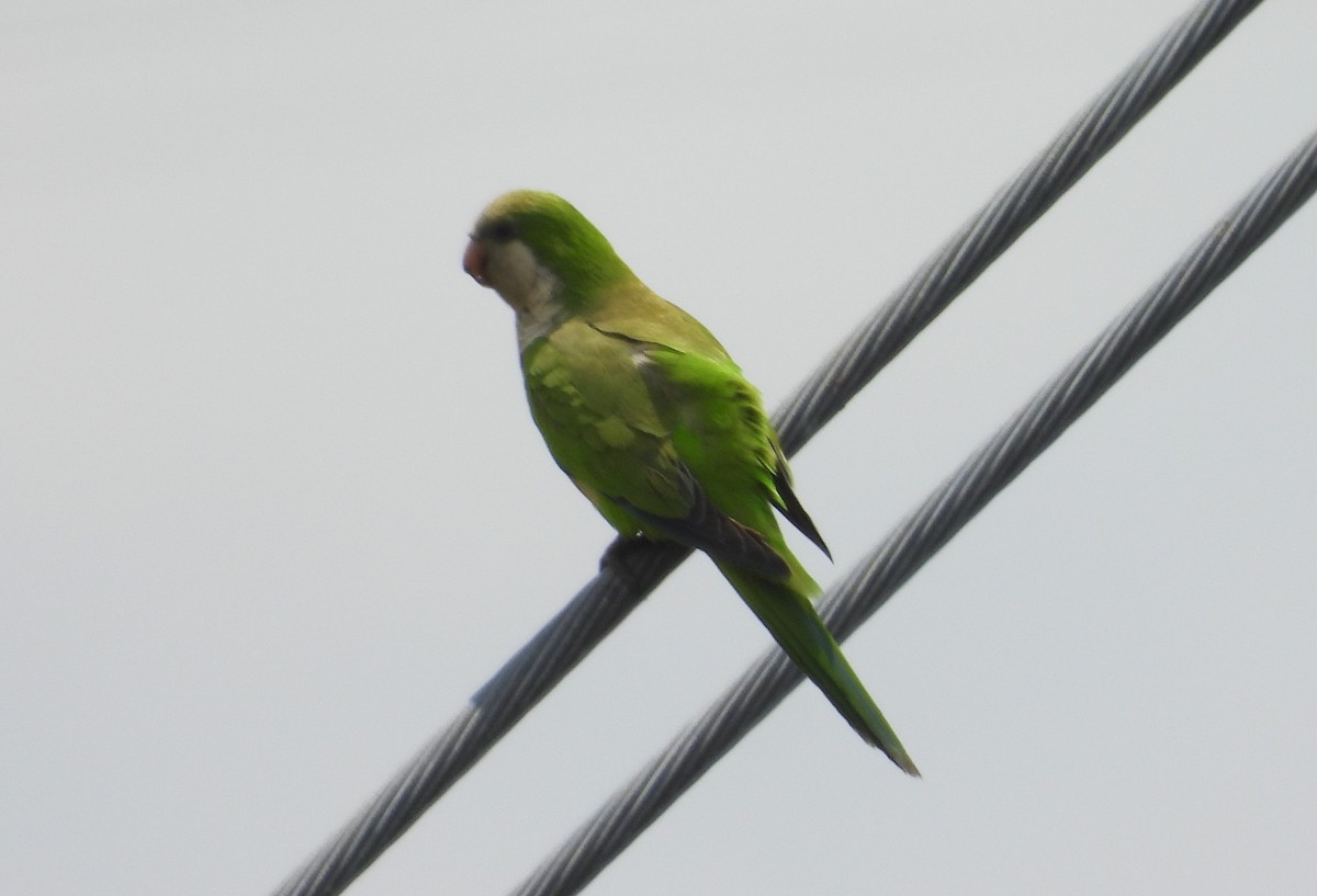 Monk Parakeet - ML619092109