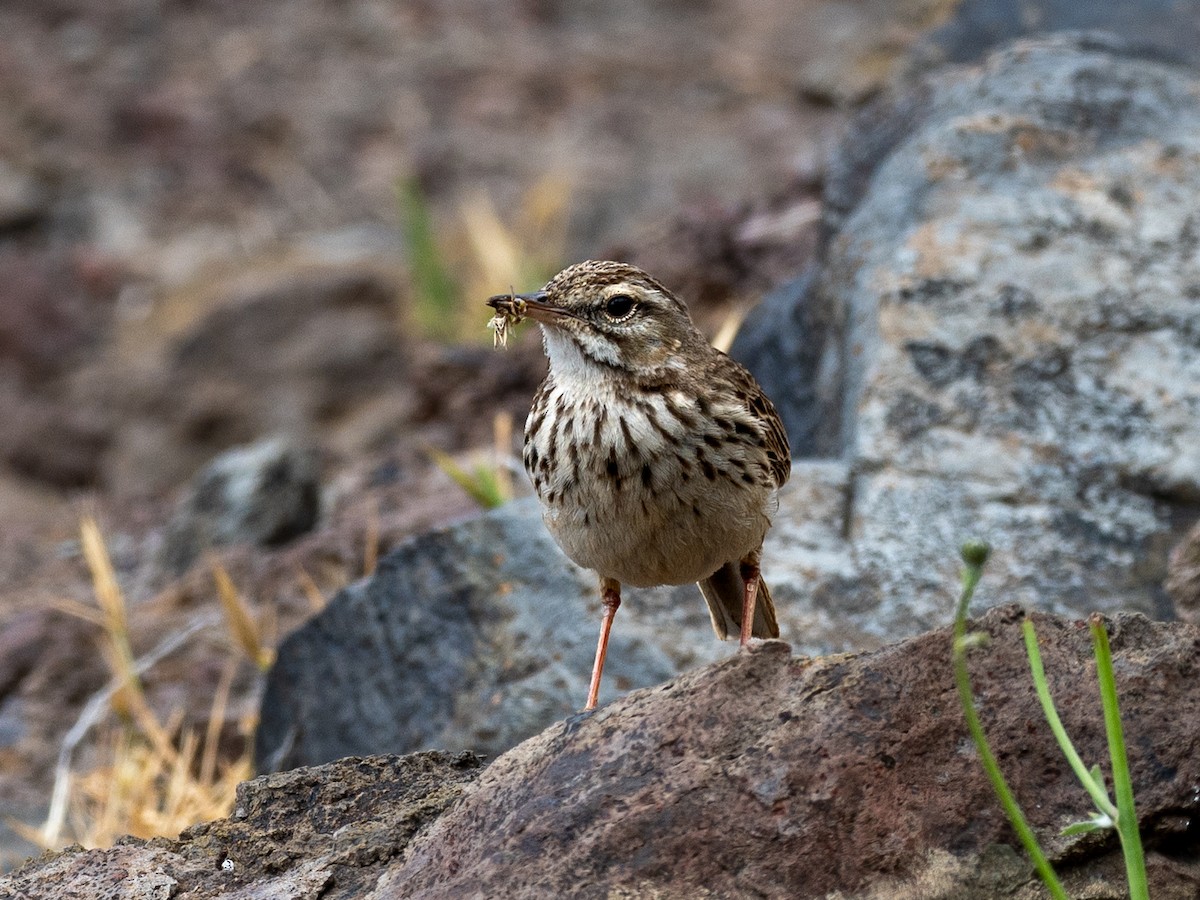 Berthelot's Pipit - ML619092130