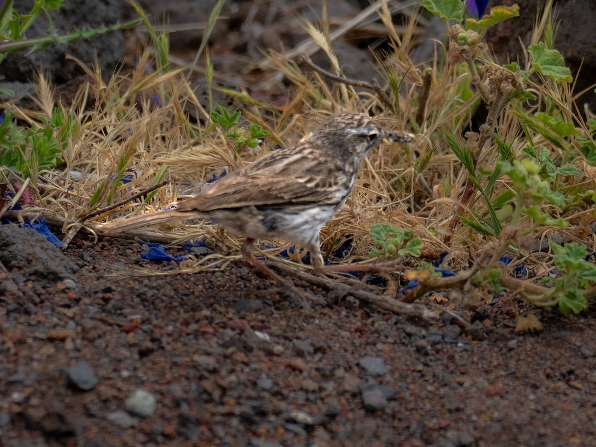 Pipit de Berthelot - ML619092131