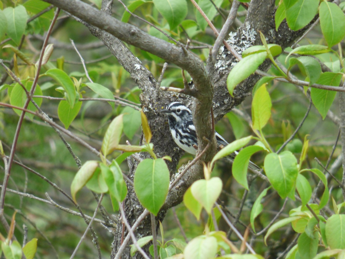 Black-and-white Warbler - C Douglas