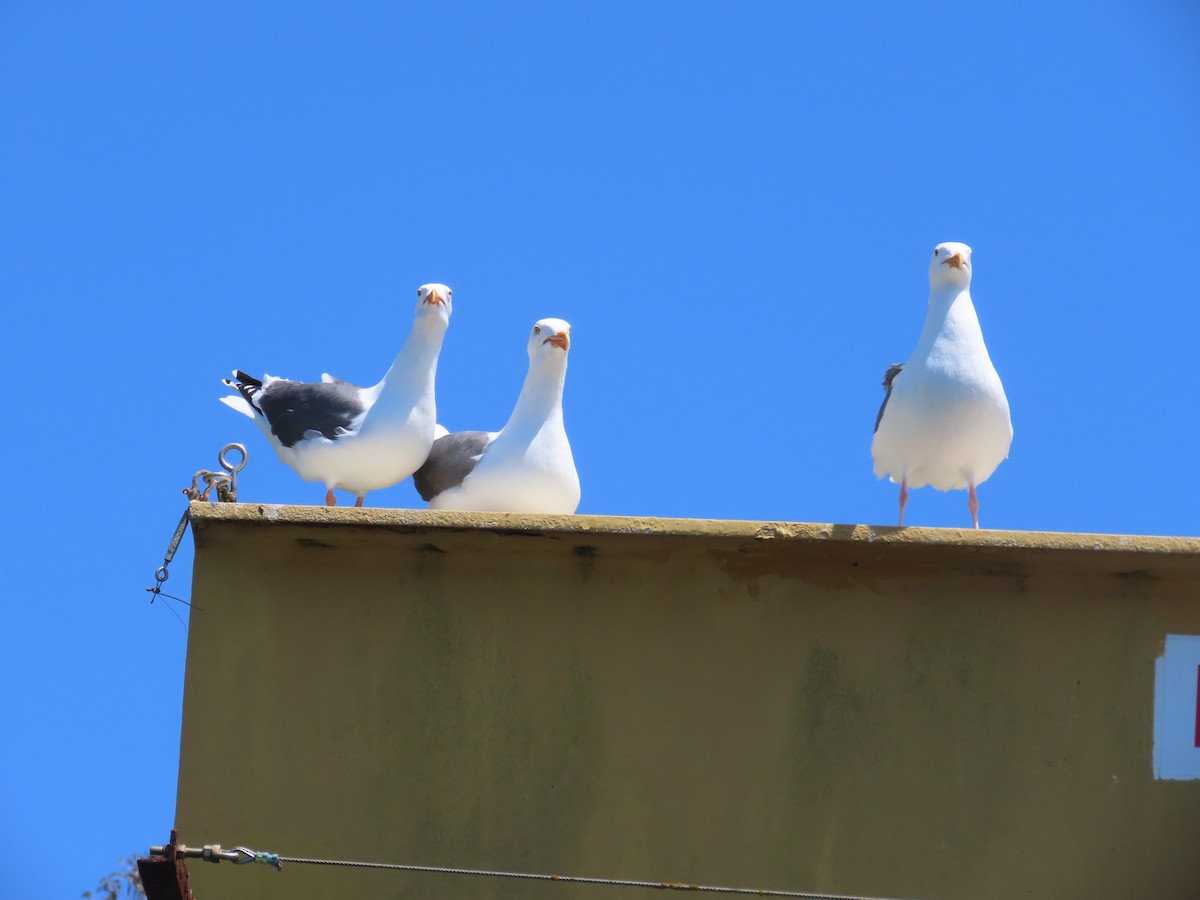 Western Gull - Sami LaRocca