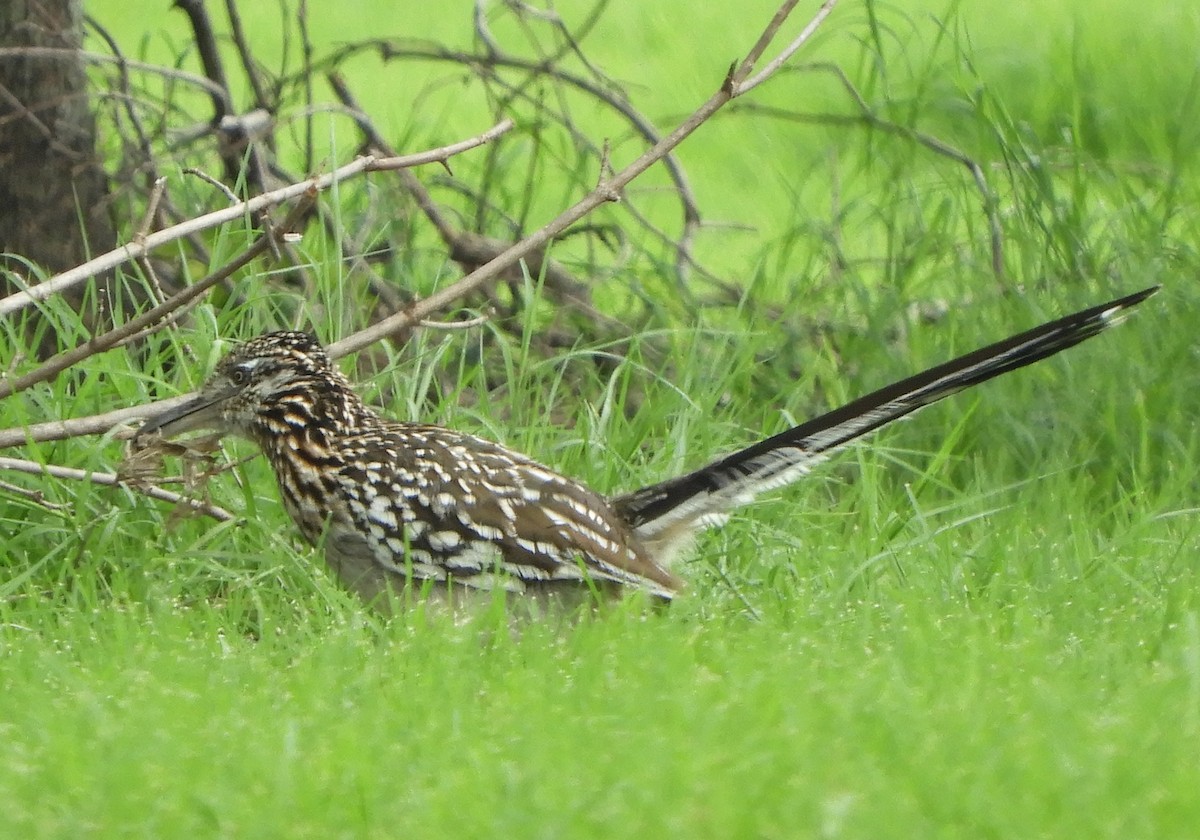 Greater Roadrunner - Joe Neal