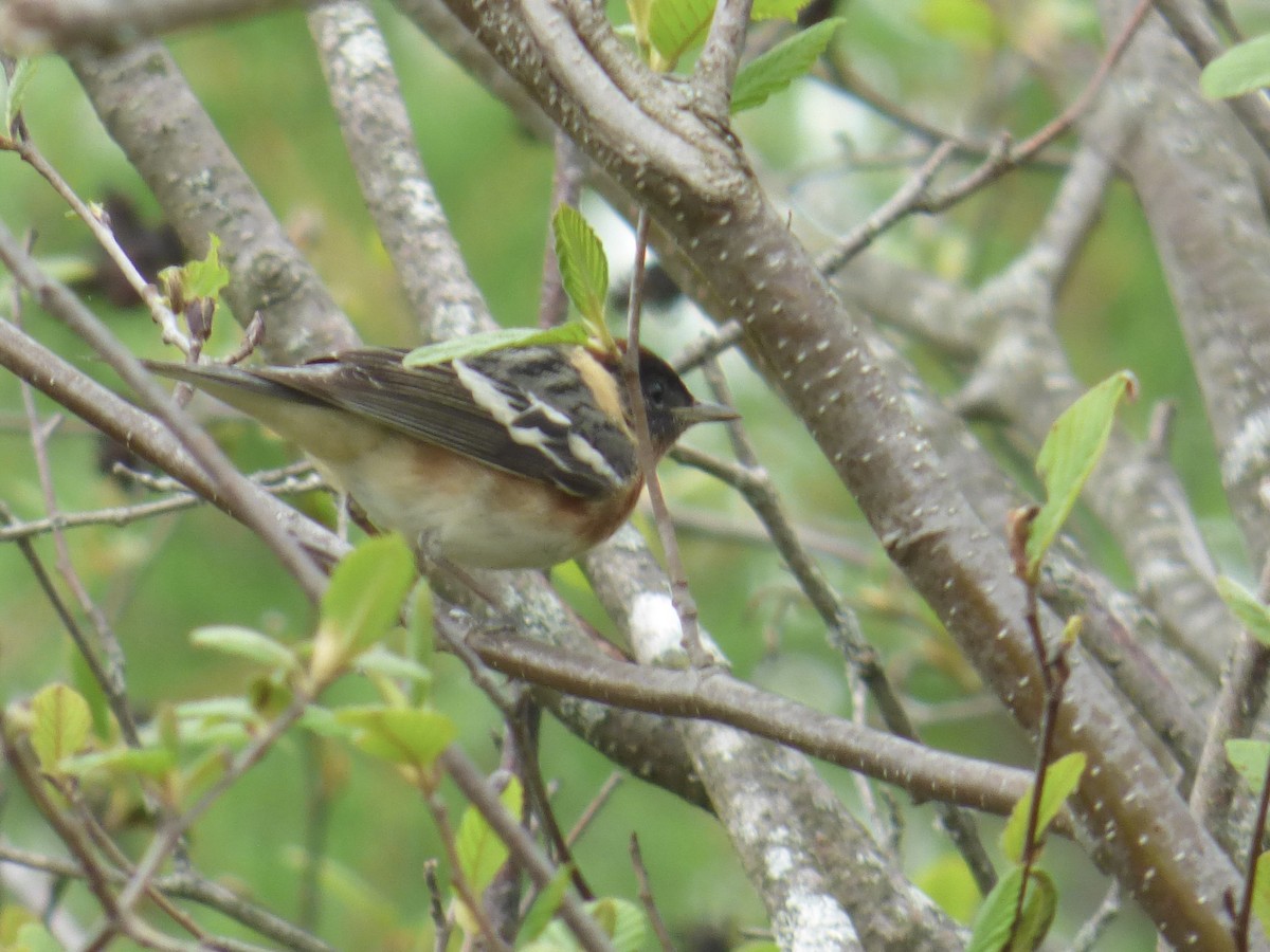 Bay-breasted Warbler - C Douglas