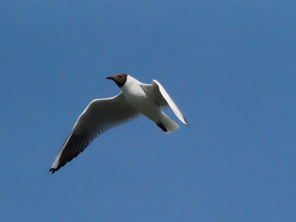 Black-headed Gull - Guillermo Parral Aguilar