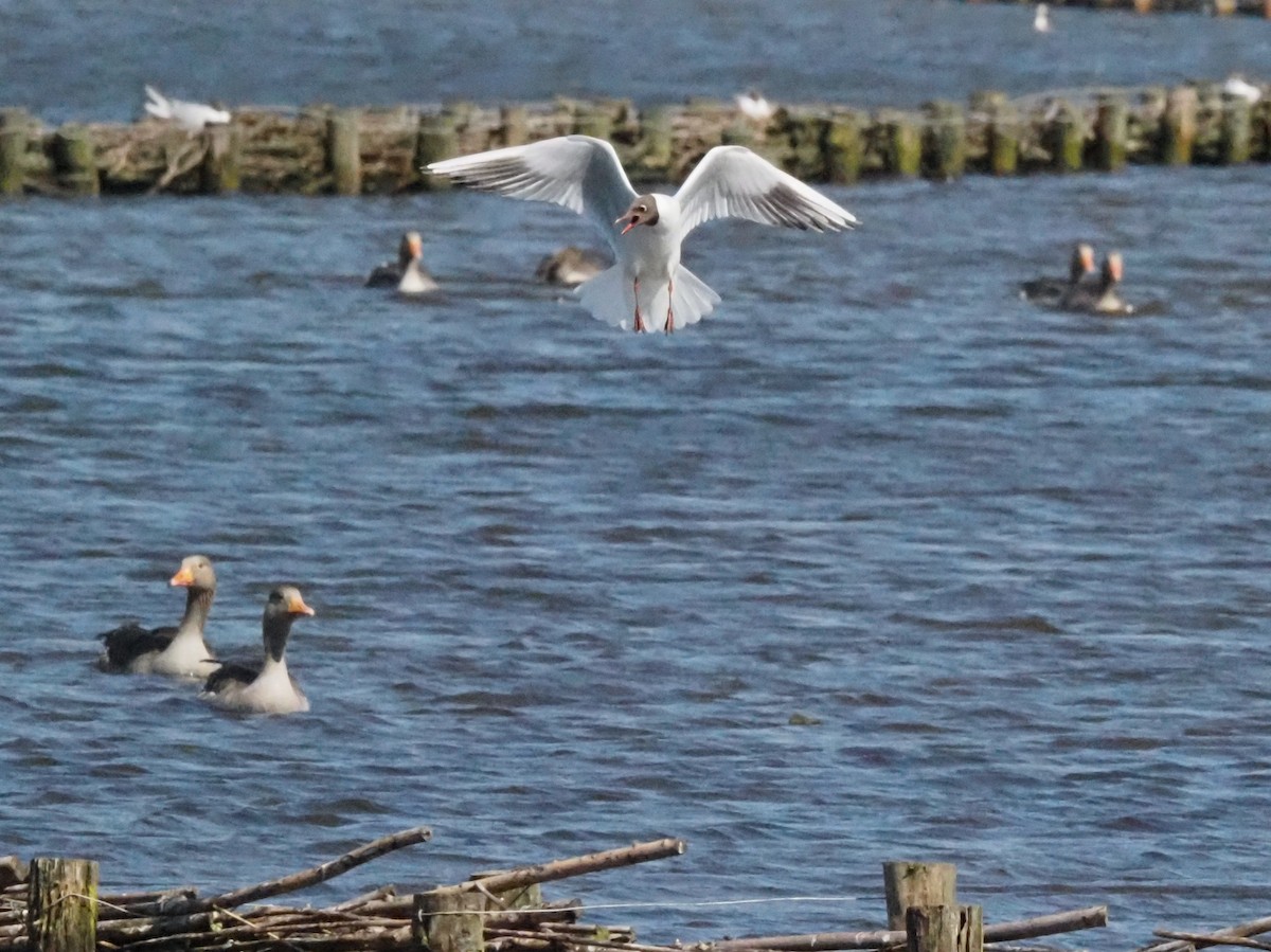 Black-headed Gull - Guillermo Parral Aguilar