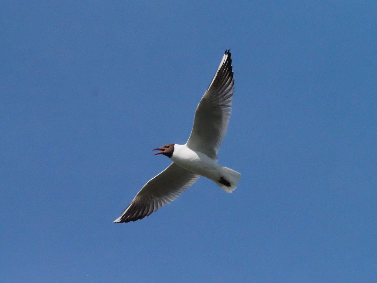 Black-headed Gull - Guillermo Parral Aguilar