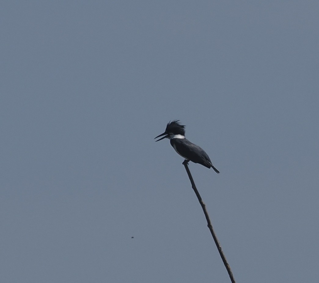 Belted Kingfisher - Bob Foehring