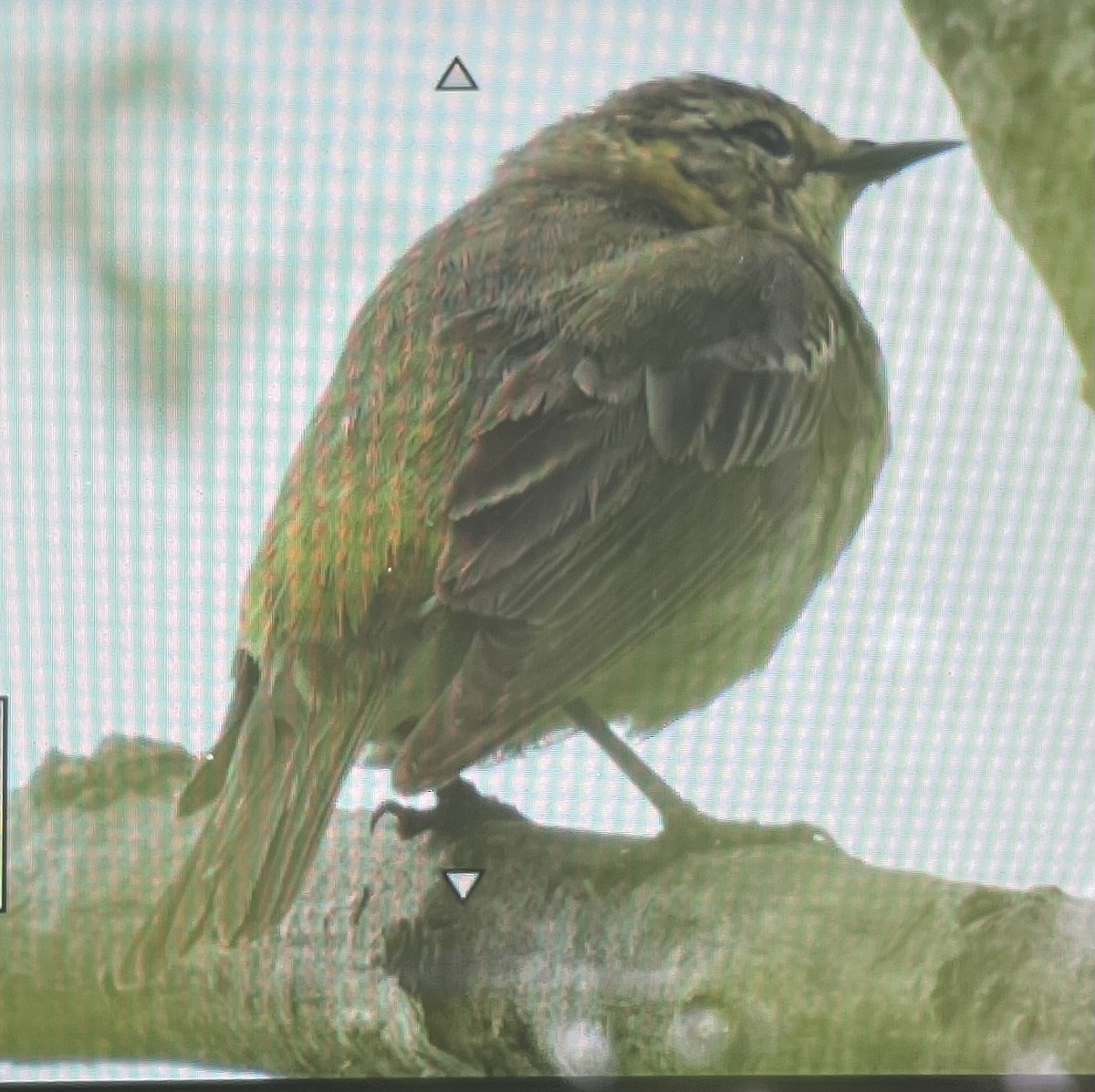 Cape May Warbler - Wesley Riffle