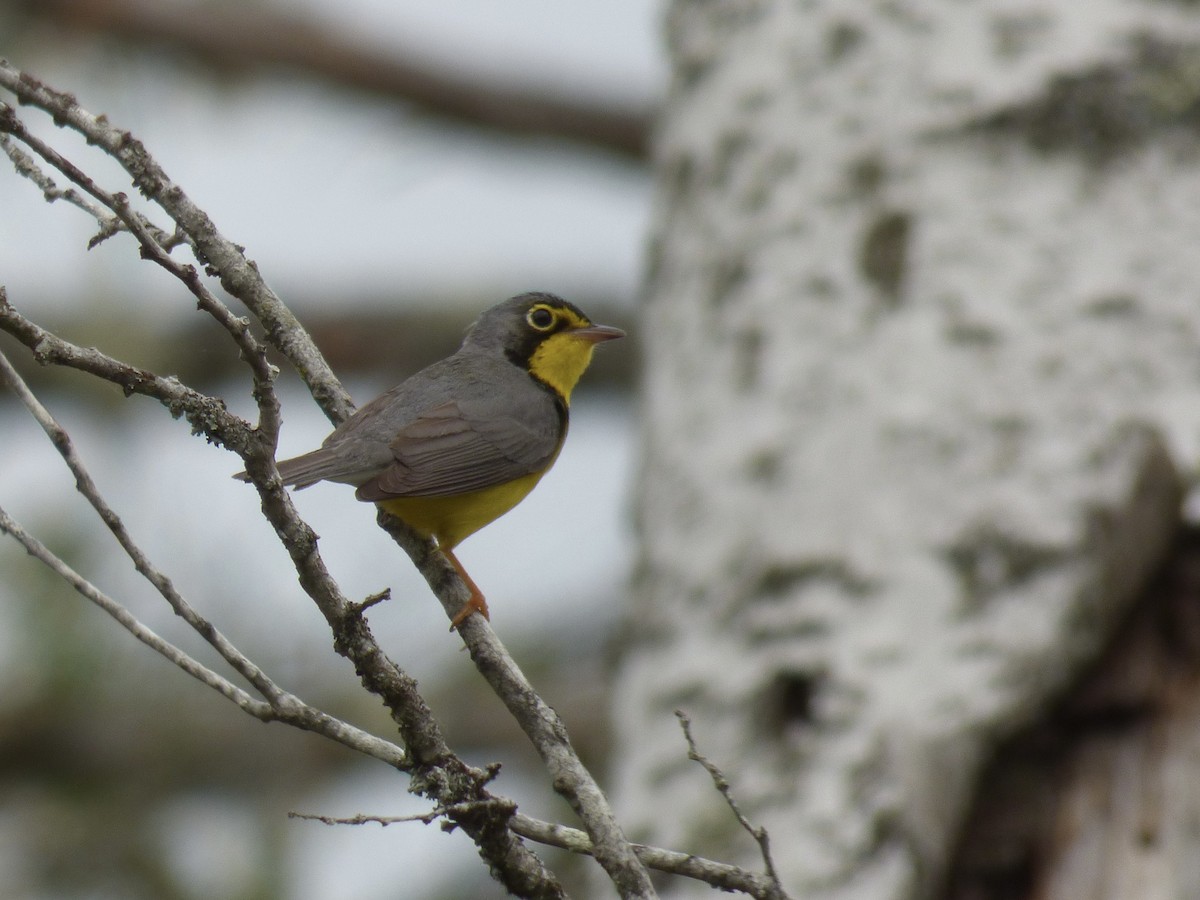 Canada Warbler - C Douglas