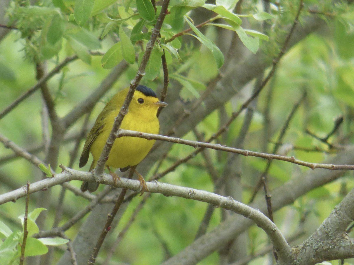 Wilson's Warbler - C Douglas