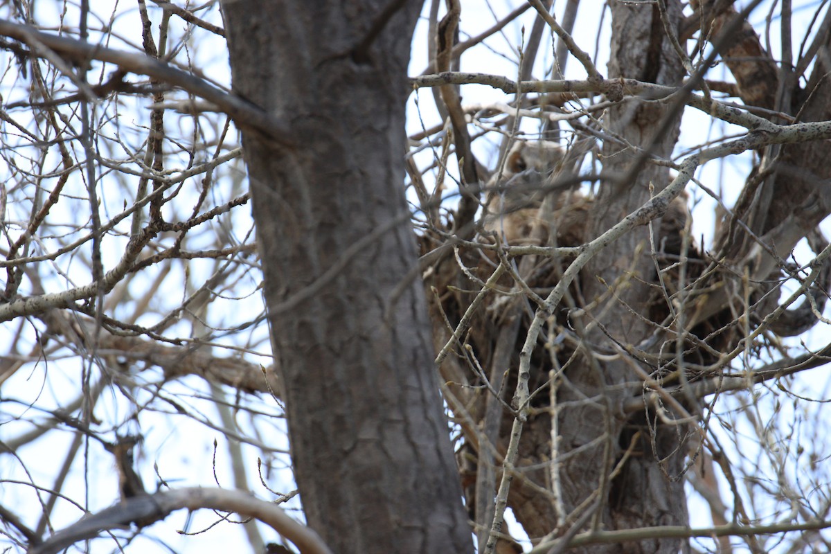 Great Horned Owl - Lori Morton