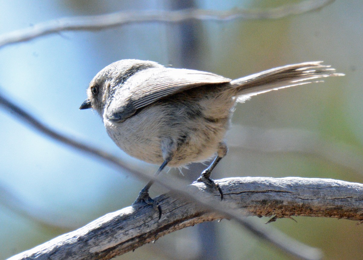 Bushtit - ML619092216