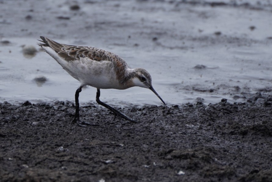 Wilson's Phalarope - Teylor Redondo