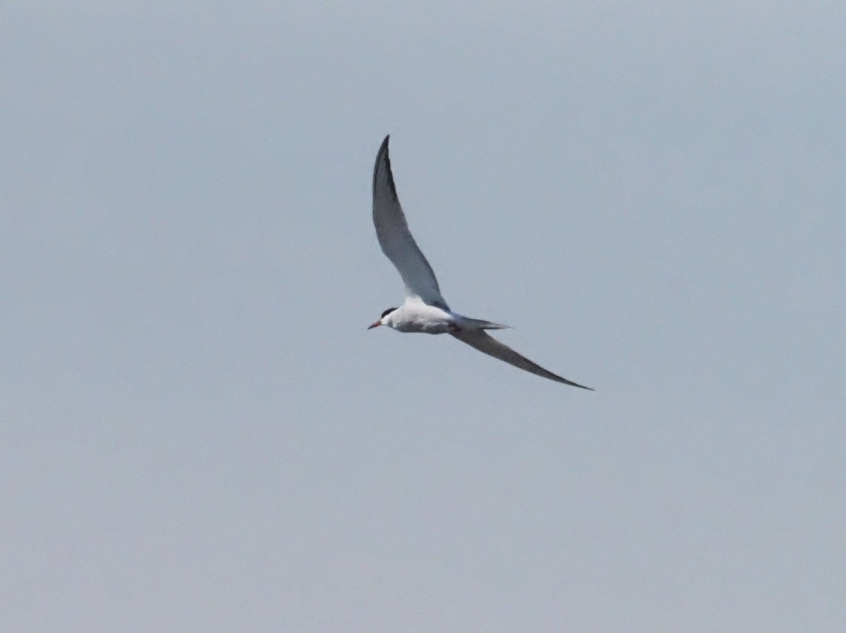 Common Tern - Guillermo Parral Aguilar