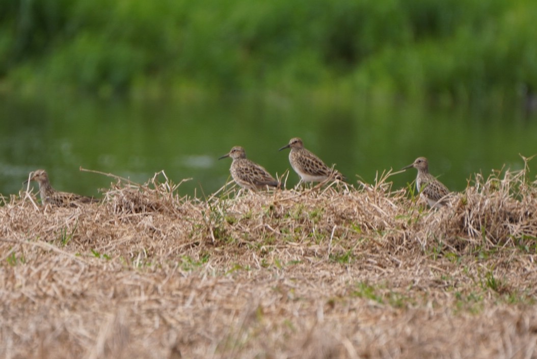 Pectoral Sandpiper - ML619092344