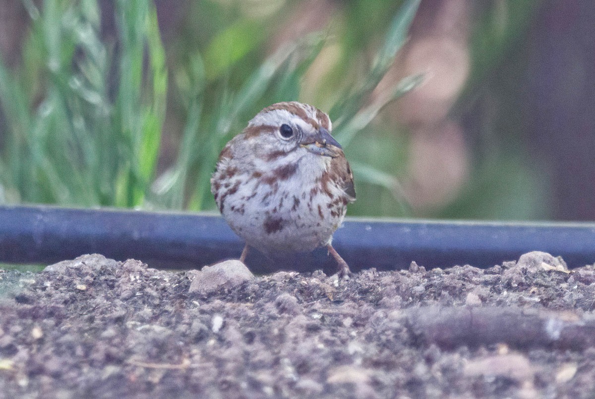 Song Sparrow - ML619092356