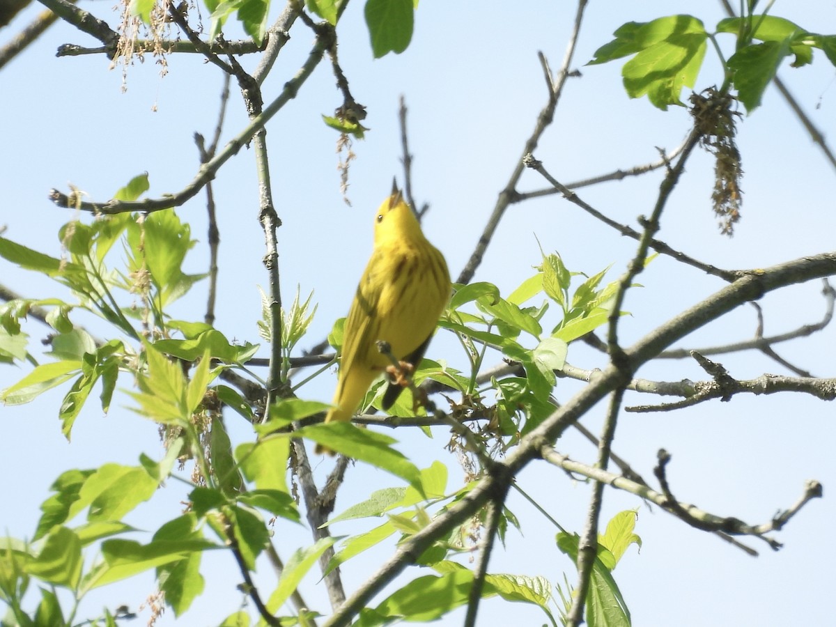 Yellow Warbler (Northern) - Mary Russ
