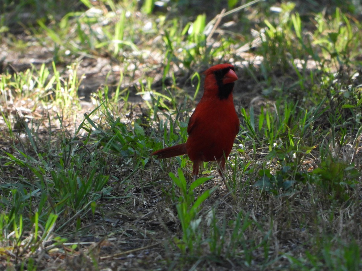 Cardinal rouge - ML619092373