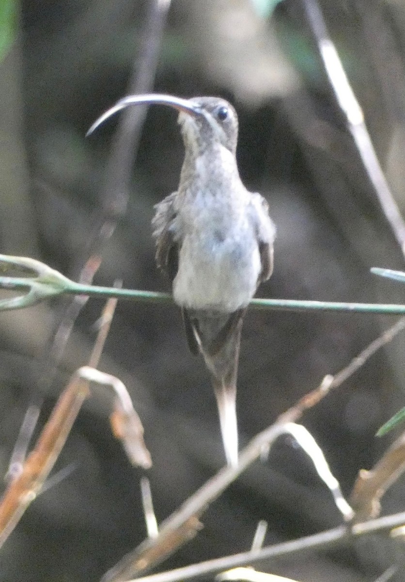 Weißbart-Schattenkolibri - ML619092374