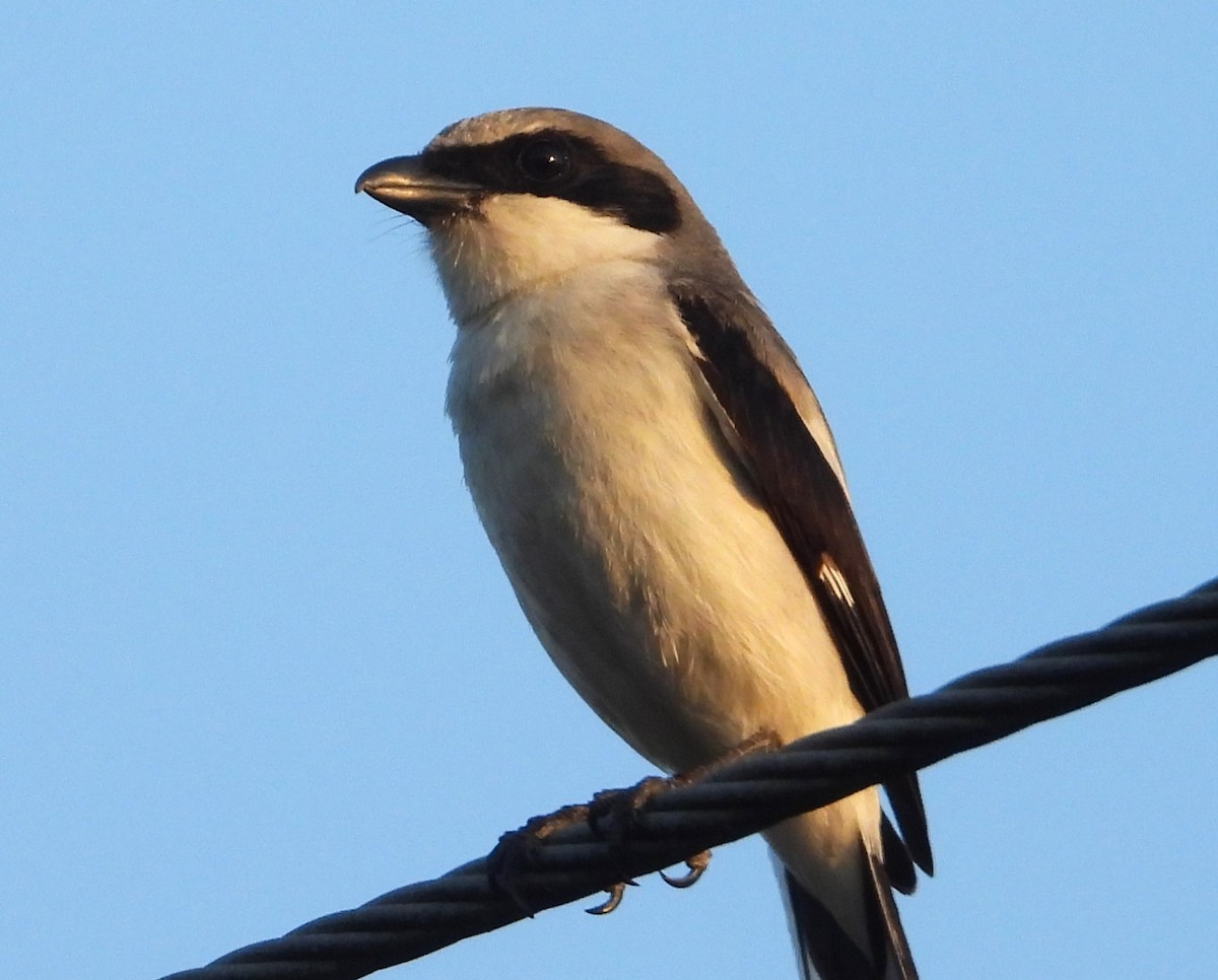 Loggerhead Shrike - Matt Kelly