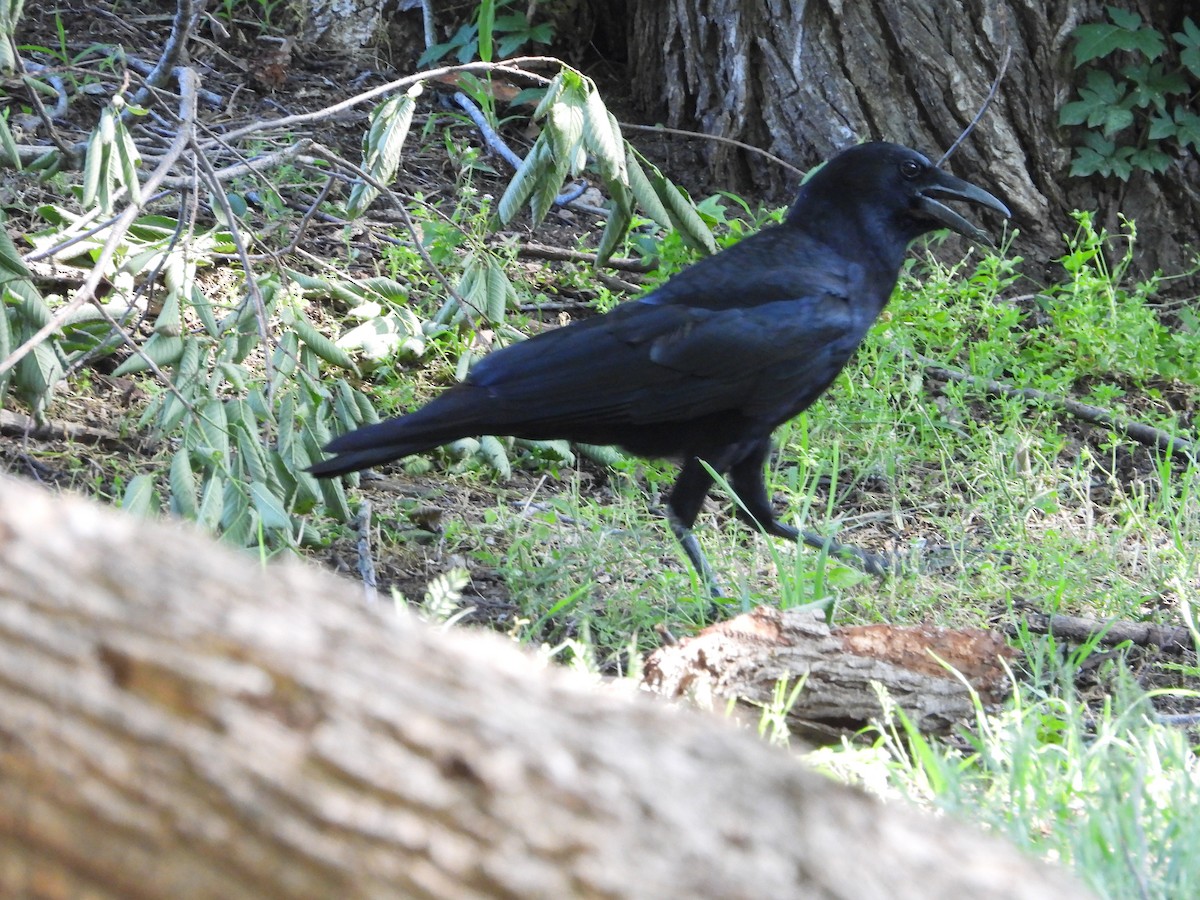 American Crow - Vidhya Sundar