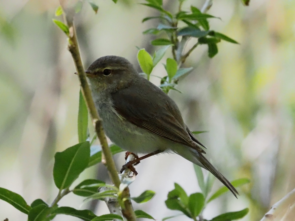 Common Chiffchaff - Guillermo Parral Aguilar