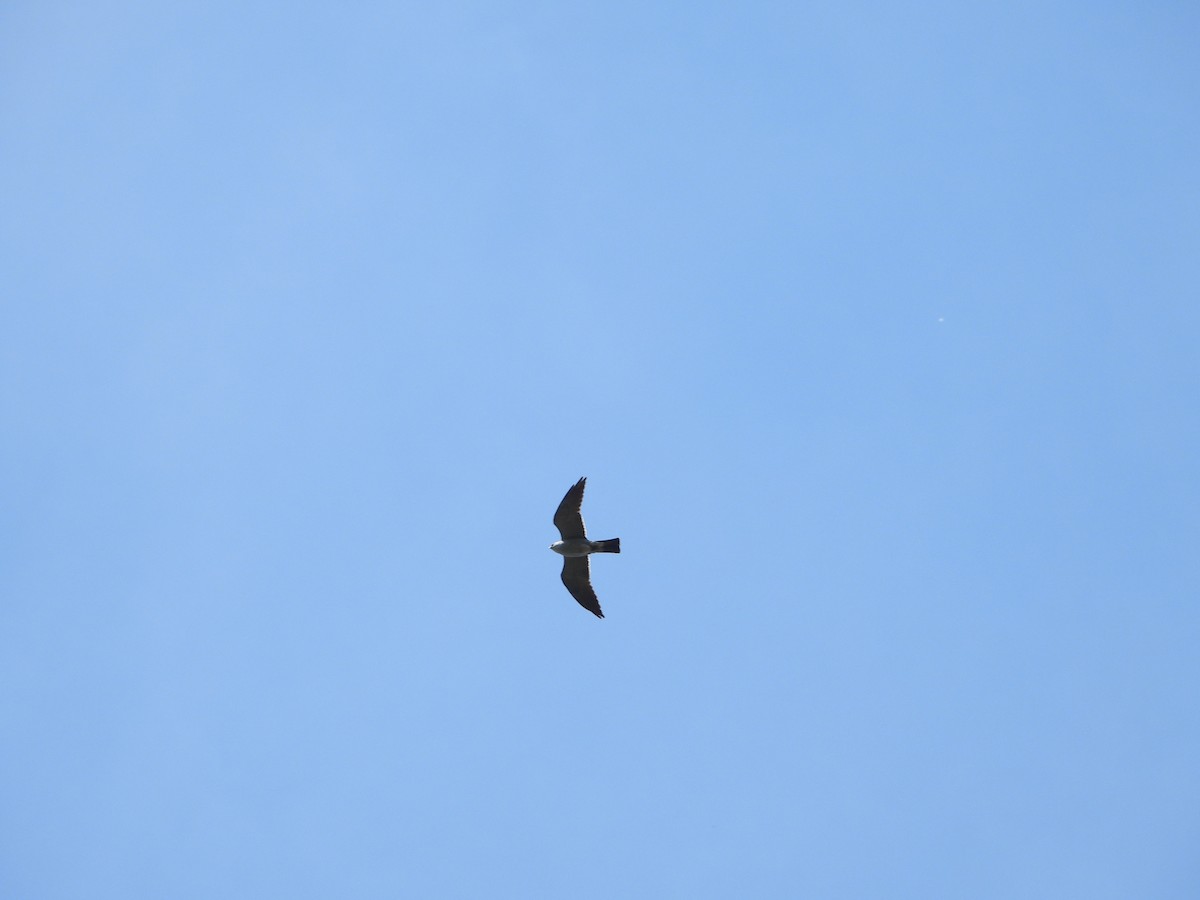 Mississippi Kite - Vidhya Sundar