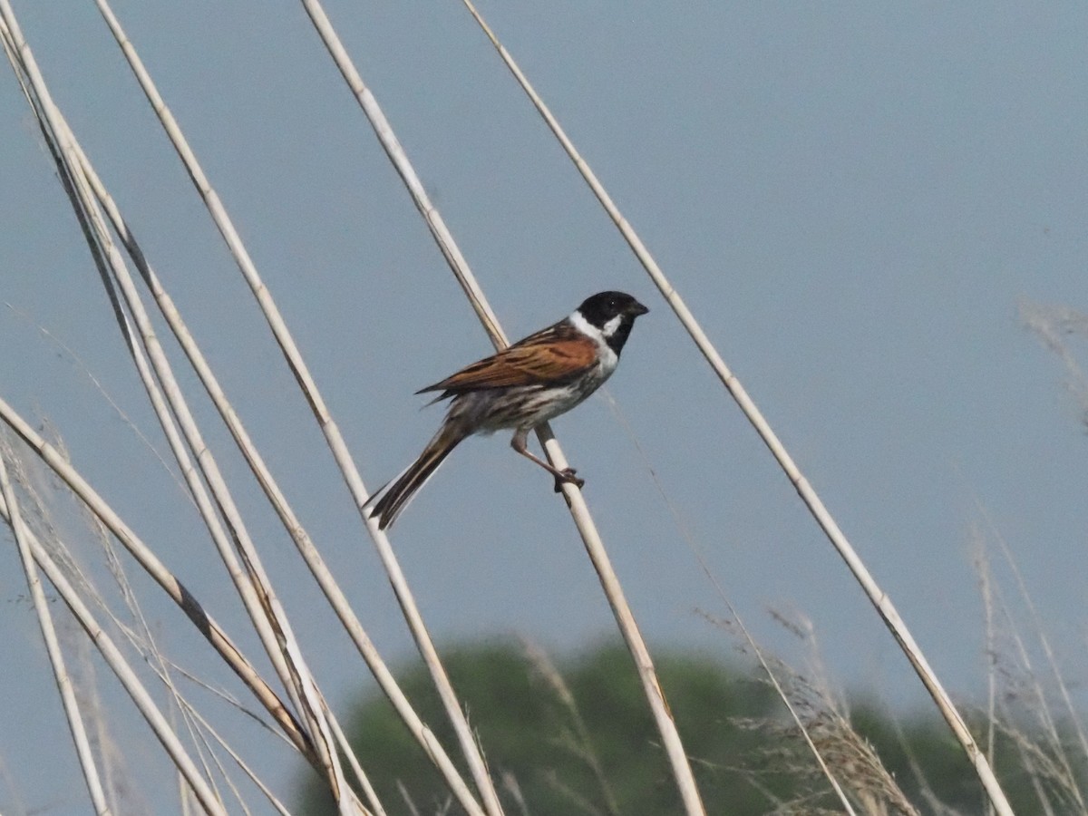 Reed Bunting - Guillermo Parral Aguilar
