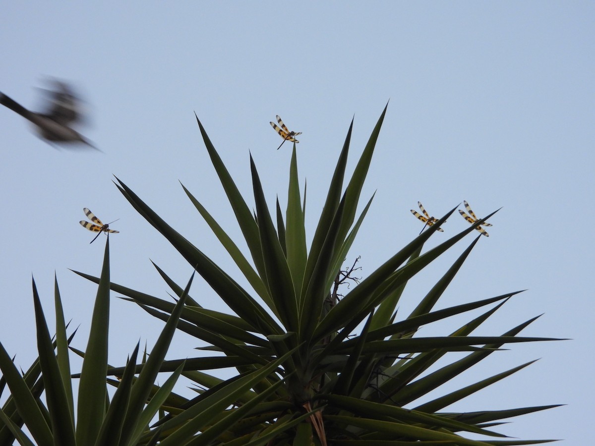 Loggerhead Shrike - ML619092450