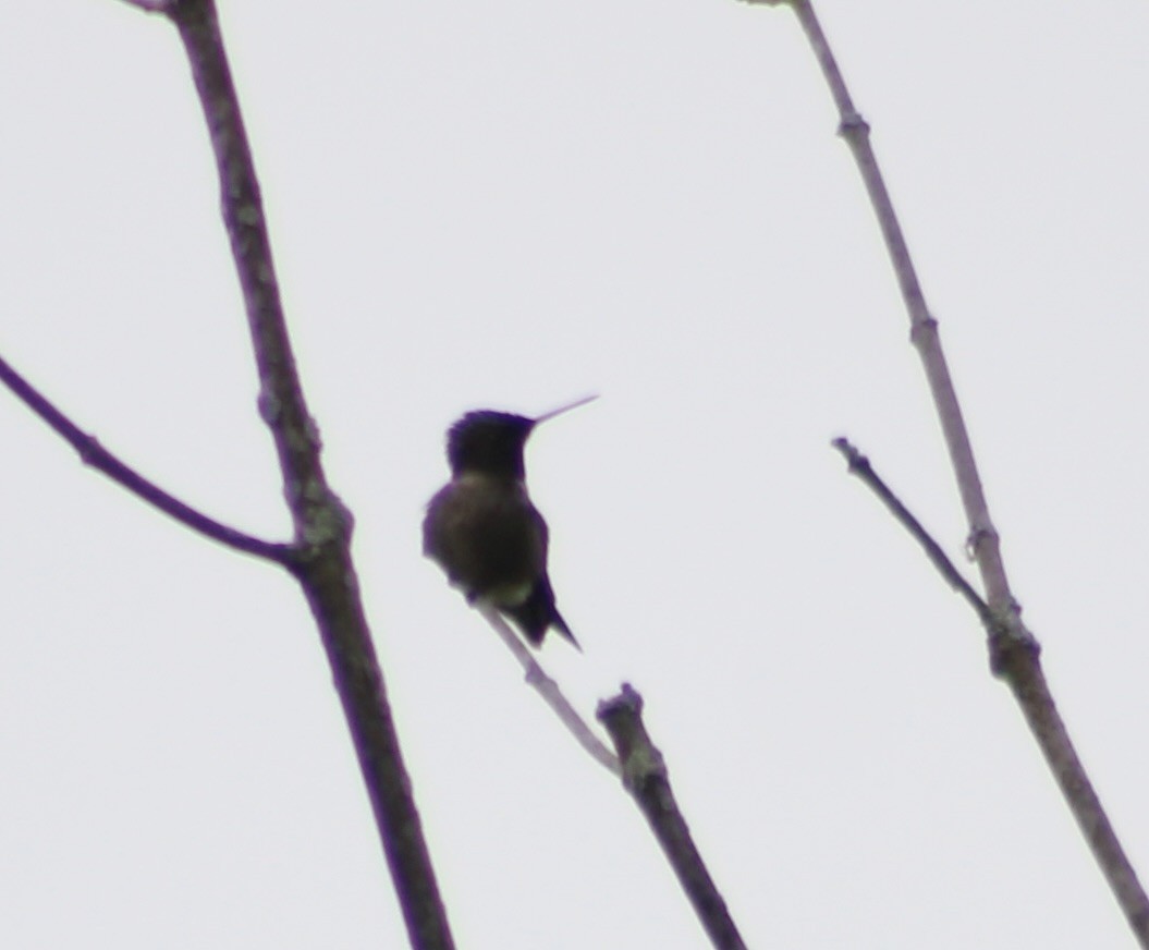 Ruby-throated Hummingbird - kim nordquest