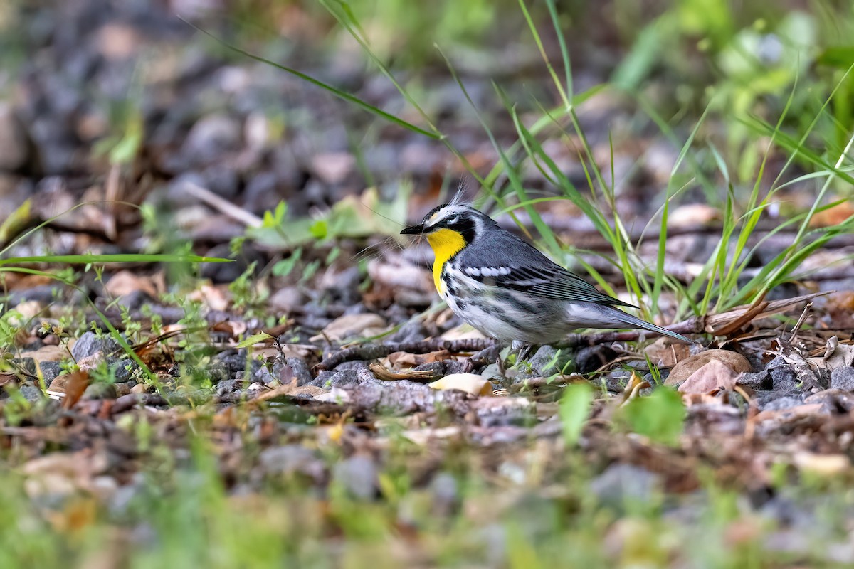 Yellow-throated Warbler - Mary D