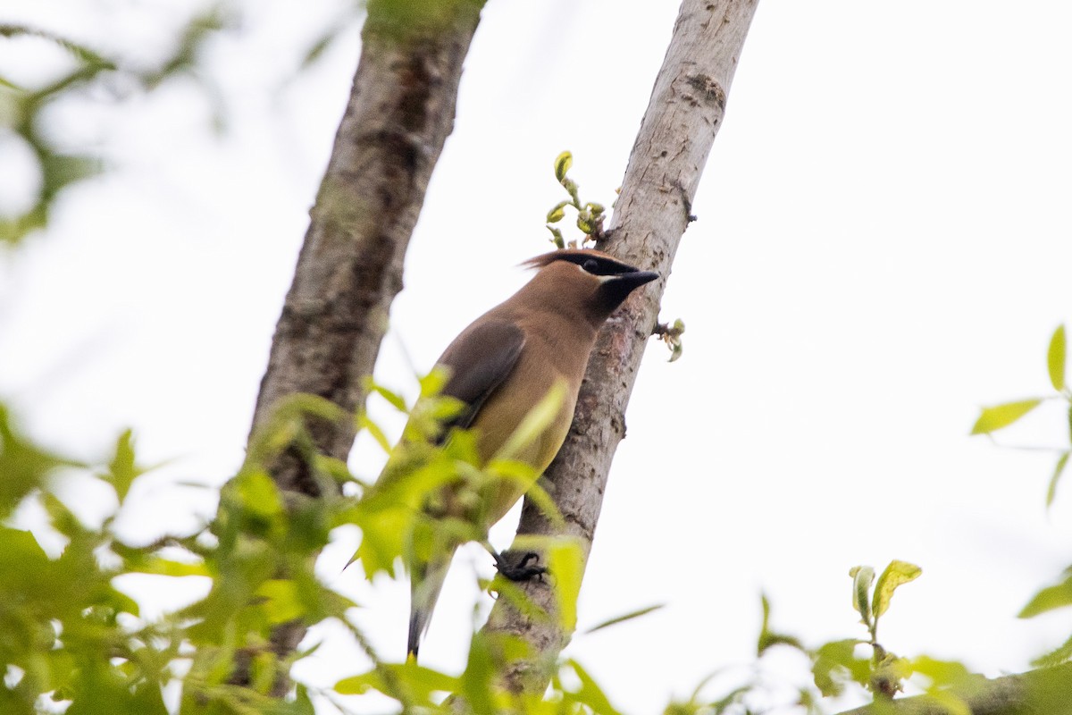 Cedar Waxwing - ML619092483