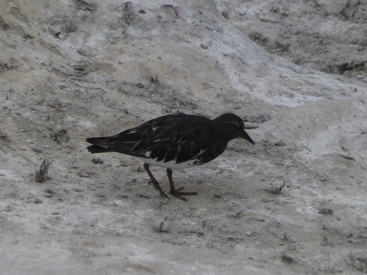 Black Turnstone - ML619092488