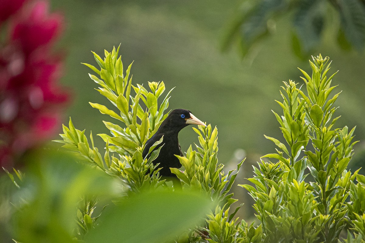 Crested Oropendola - Oscar Dario Erazo Velasco