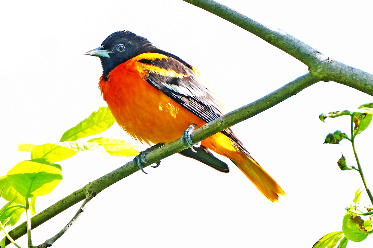 Baltimore Oriole - Maneesh Rajvanshi