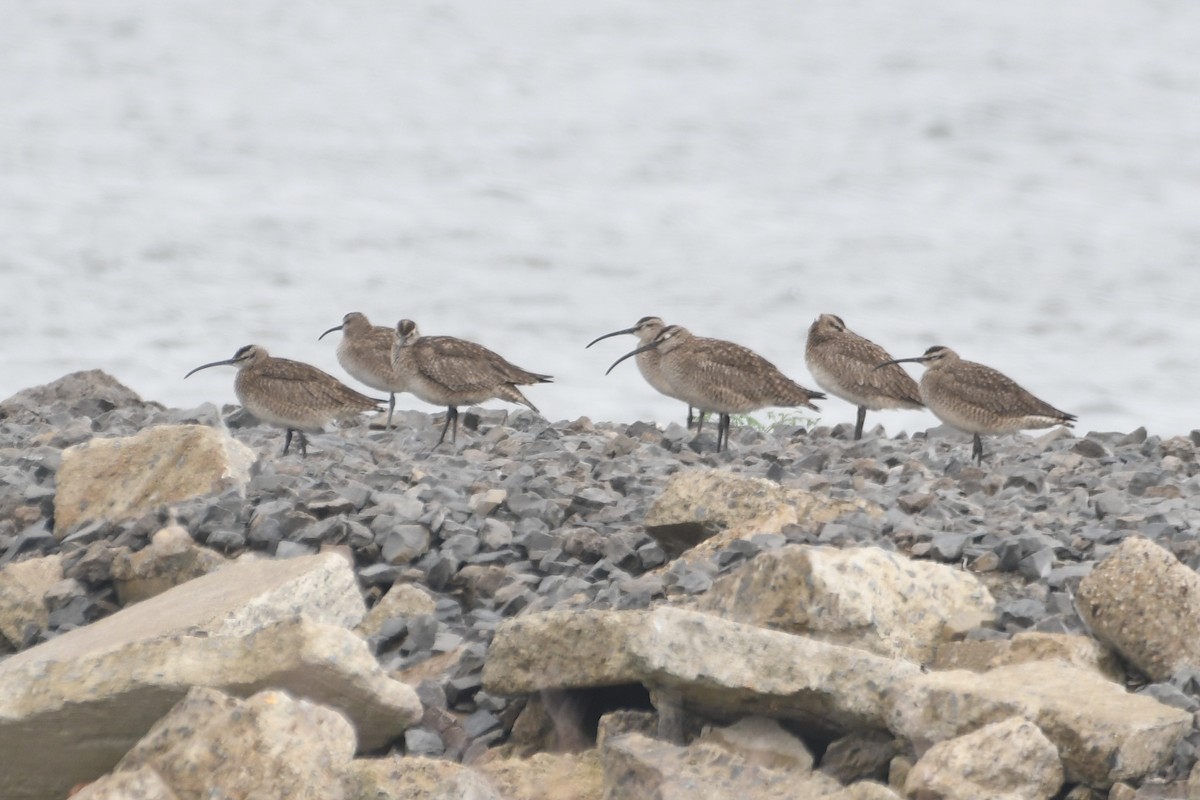 Whimbrel - Troy Shively