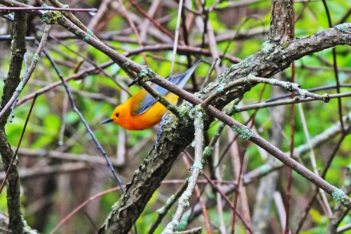 Prothonotary Warbler - Maneesh Rajvanshi