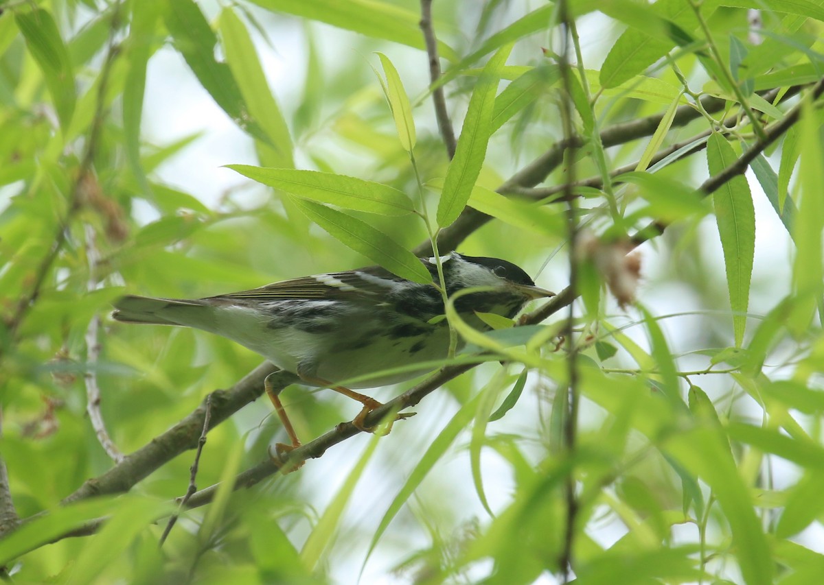 Paruline rayée - ML619092574