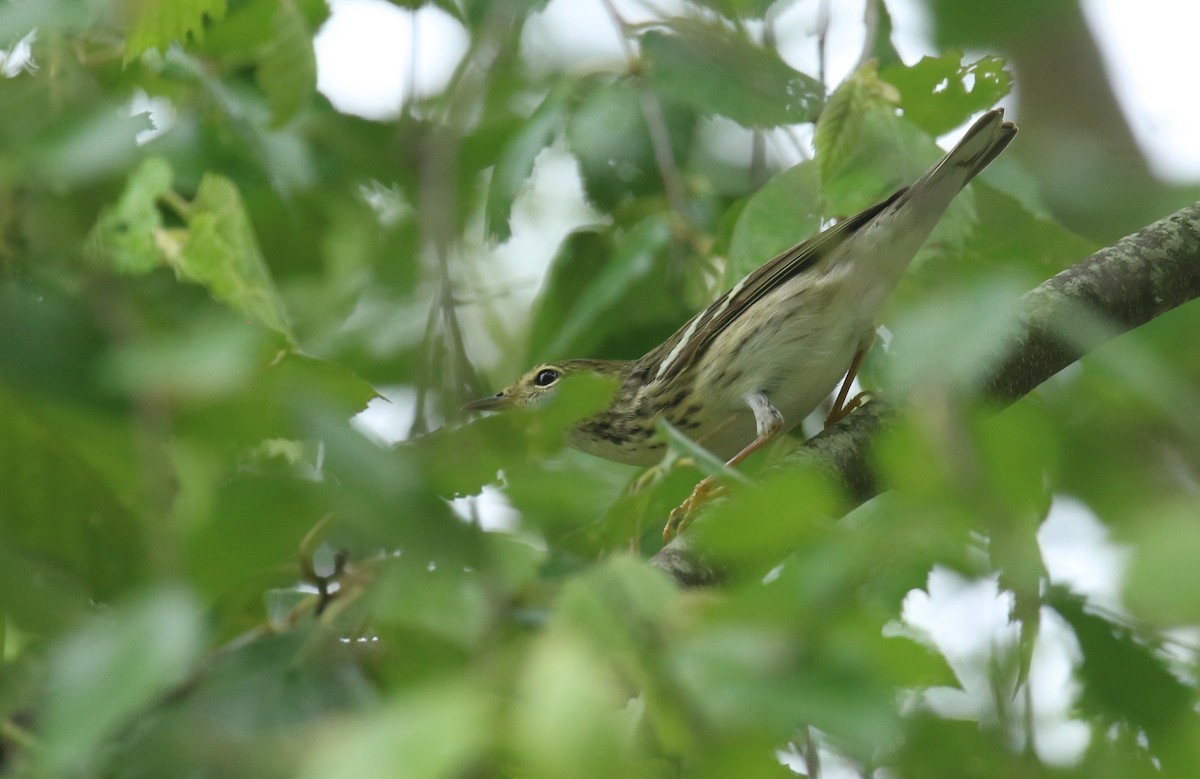 Blackpoll Warbler - ML619092576