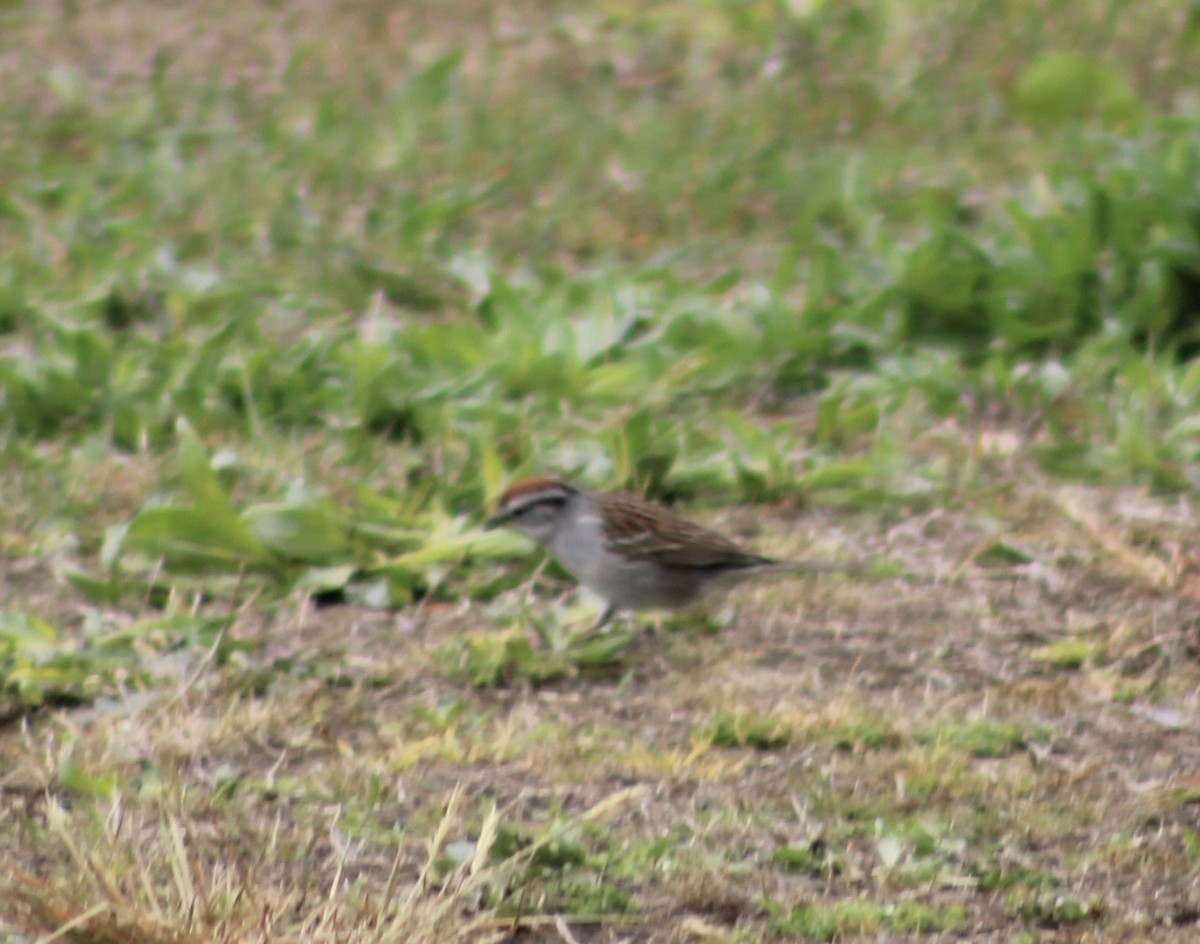 Chipping Sparrow - kim nordquest