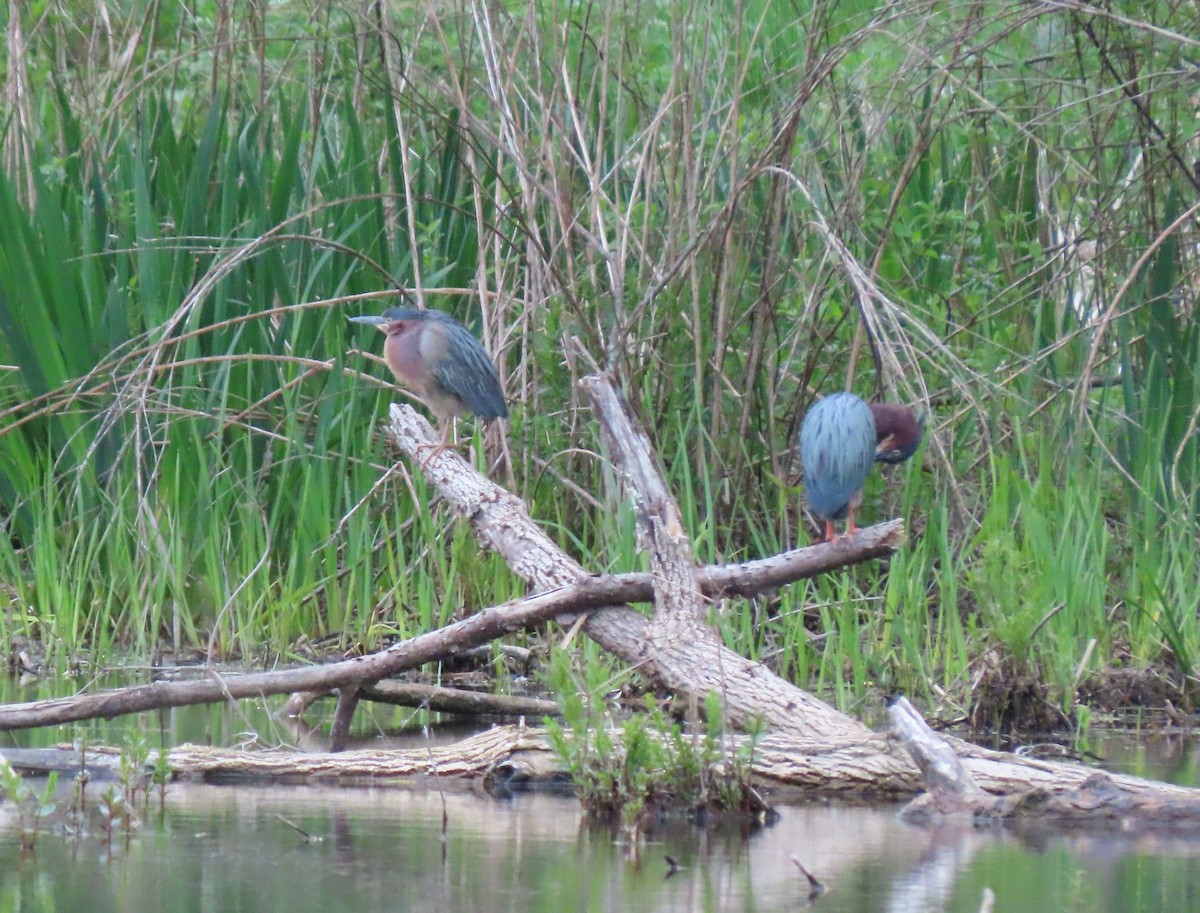 Green Heron - ML619092608