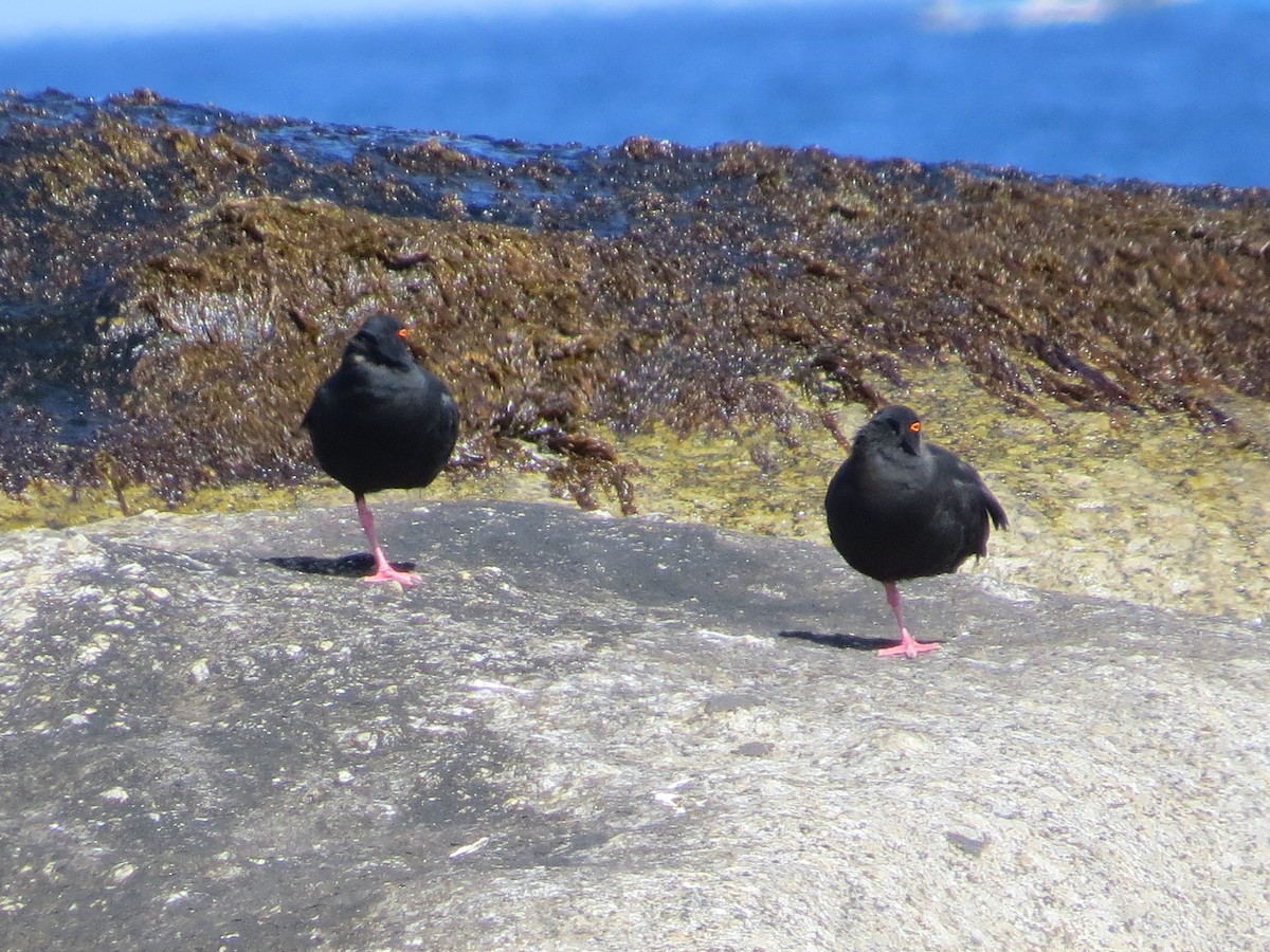 African Oystercatcher - ML619092666