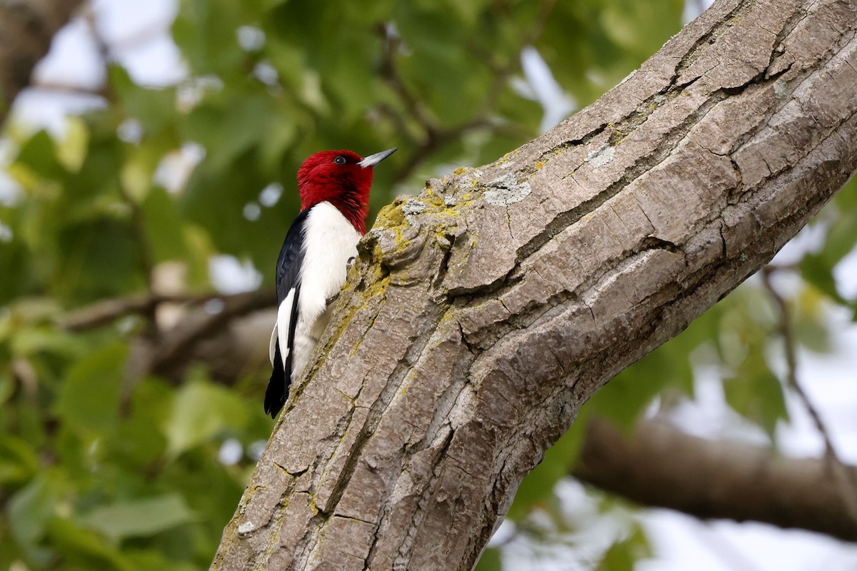 Red-headed Woodpecker - ML619092668