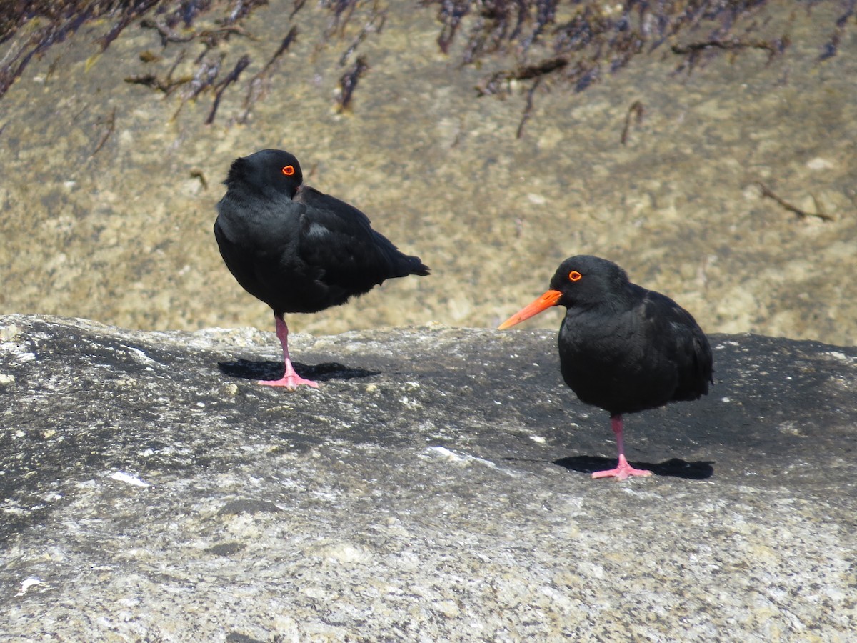 African Oystercatcher - Mike & Angela Stahl