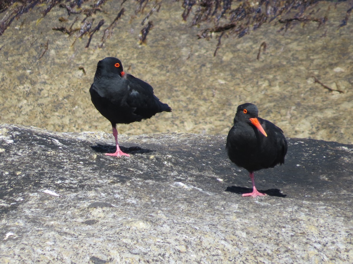 African Oystercatcher - Mike & Angela Stahl