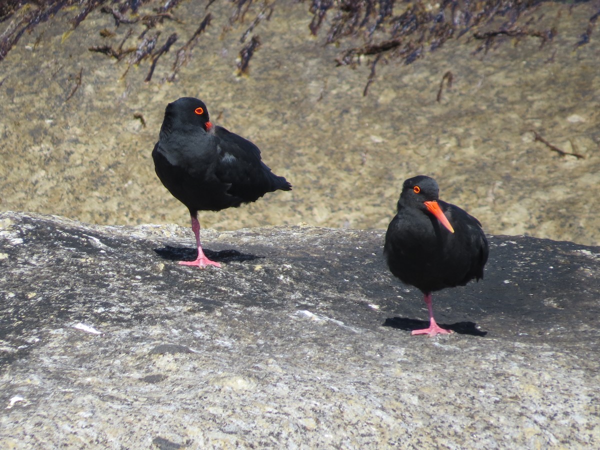 African Oystercatcher - ML619092683