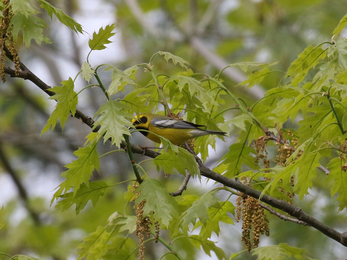 Lawrence's Warbler (hybrid) - ML619092684