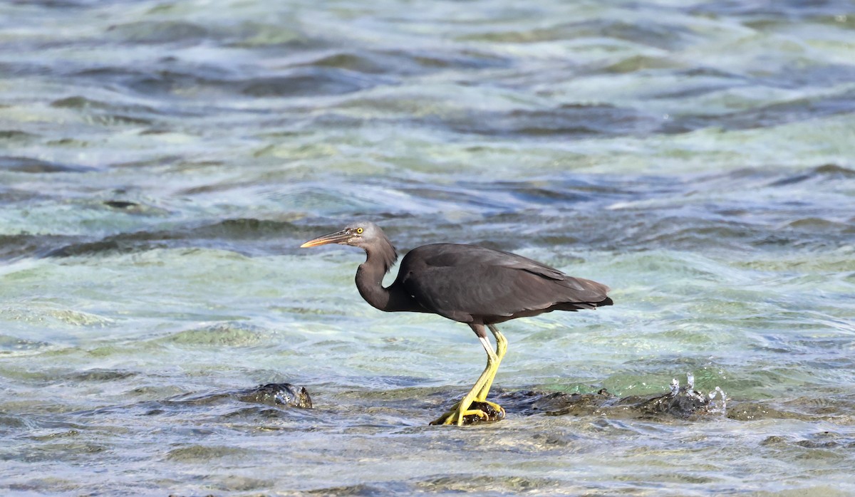 Pacific Reef-Heron - Tom Tarrant