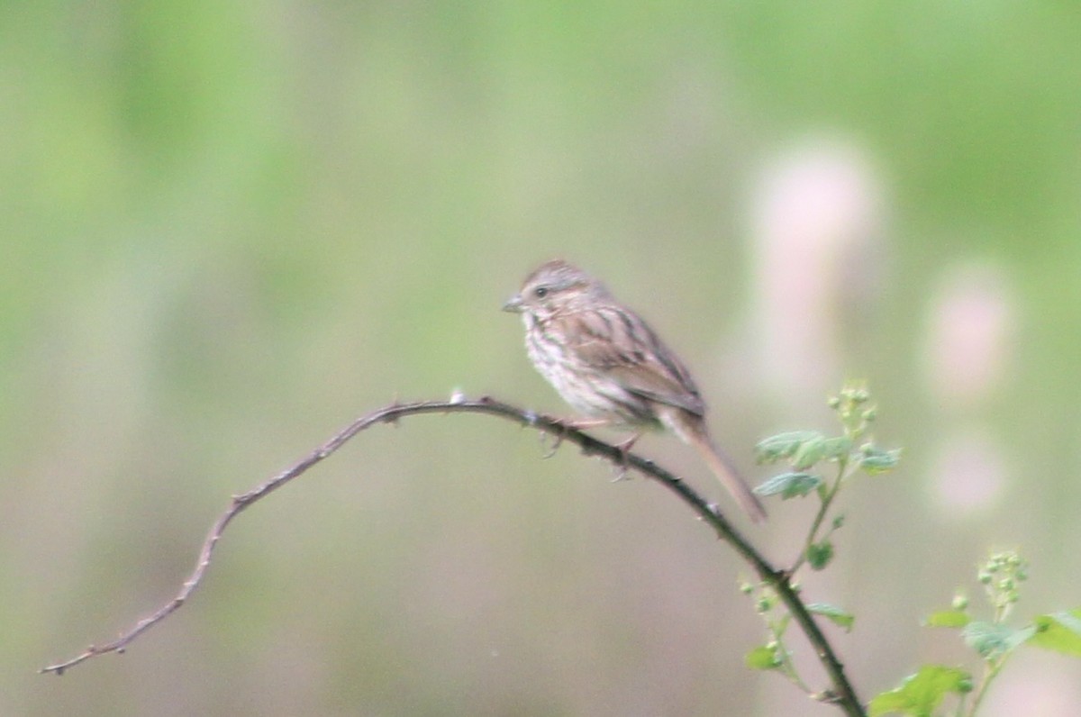 Song Sparrow - kim nordquest